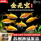 金元 宝鱼玫瑰鲫观赏鱼广温溪流缸鱼闯缸鱼新手好养耐活低温小型鱼