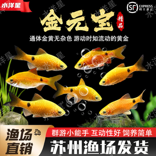 金元宝鱼玫瑰鲫观赏鱼广温溪流缸鱼闯缸鱼新手好养耐活低温小型鱼