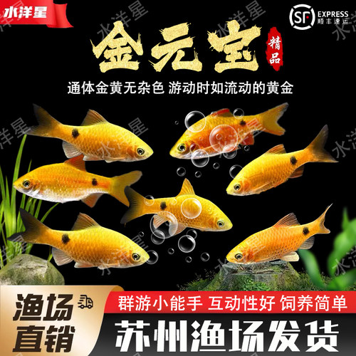 金元宝鱼玫瑰鲫招财观赏好养耐活