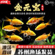 金元 宝鱼玫瑰鲫观赏鱼广温溪流缸鱼闯缸鱼新手好养耐活低温小型鱼