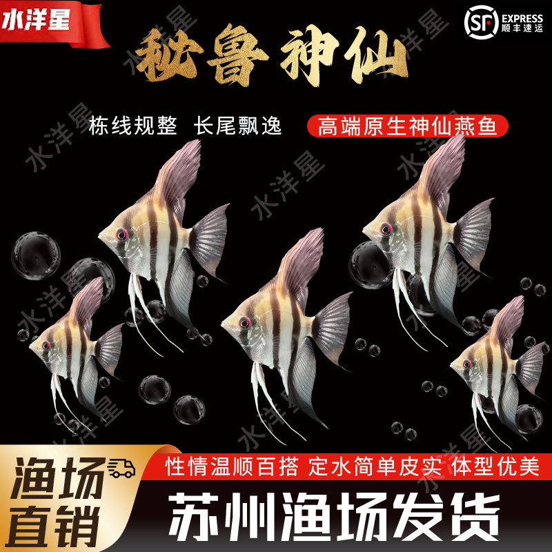 秘鲁神仙鱼活体热带鱼活体燕鱼观赏鱼宠物鱼各种神仙小型鱼神仙鱼