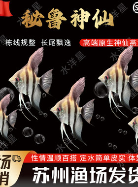 神仙鱼燕鱼秘鲁神仙观赏鱼活体