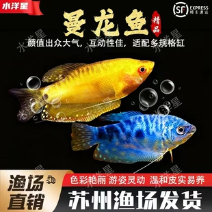 曼龙鱼热带观赏鱼黄曼龙蓝曼龙五彩丽丽好养耐活小型淡水观赏鱼