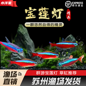 宝莲灯鱼红莲小型灯科草缸巴西宠物热带观赏鱼活体群游宝莲灯灯鱼