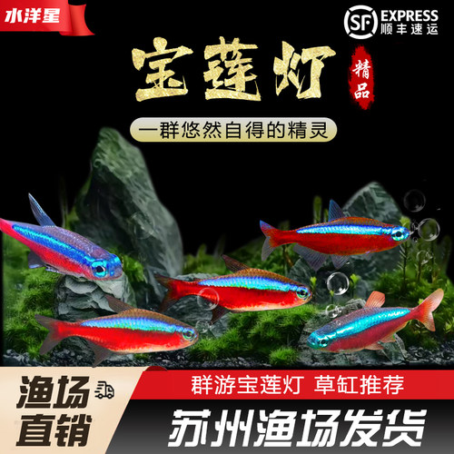 印度宝莲灯淡水热带草缸群游灯科