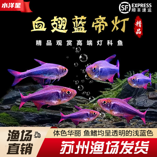血翅蓝帝灯鱼高端灯科鱼草缸热带