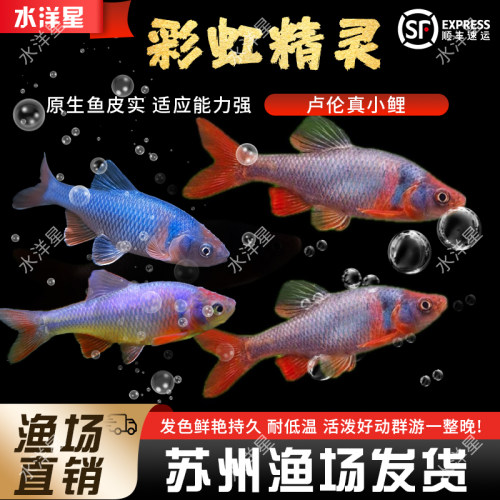 北美原生鱼冷水鱼卢伦真小鲤观赏