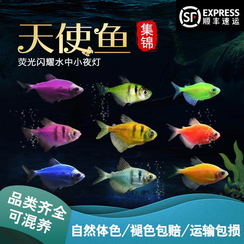 淡水好养耐活热带鱼天使鱼