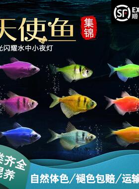 天使鱼七彩鱼天使大号淡水热带鱼小型鱼好养耐活灯科鱼群游热带鱼