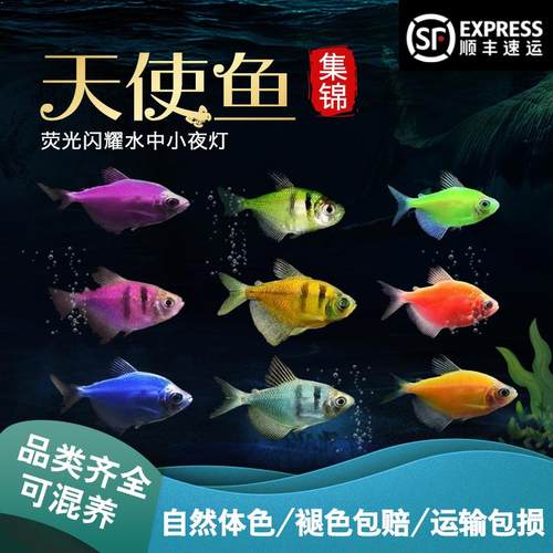 淡水好养耐活热带鱼天使鱼