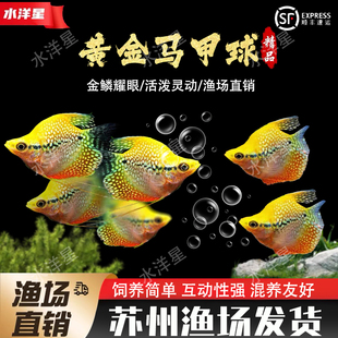 黄金马甲球鱼蓝曼龙球五彩珍珠马甲球鱼草缸小型热带观赏鱼丝足鱼