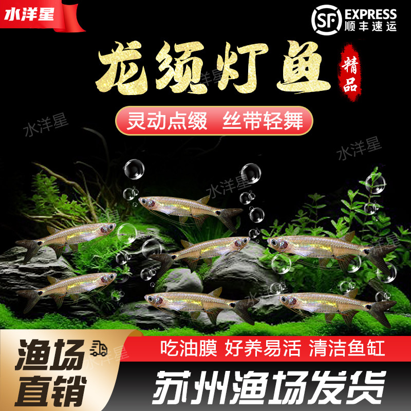 龙须灯鱼大号去除水面油膜黑玛丽鱼草缸清洁工具鱼缸活体观赏鱼苗