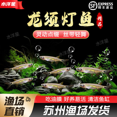 龙须灯鱼除油膜活体观赏鱼清洁鱼