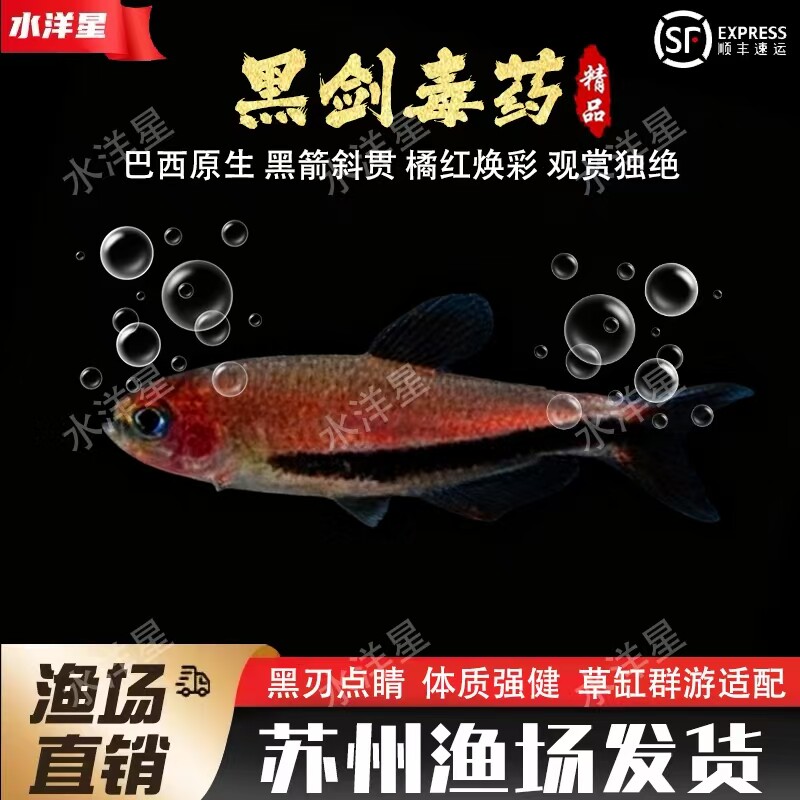 黑剑毒药南美灯科鱼小型热带鱼