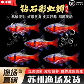 钻石彩虹鲫进口鲤科小型活体群游观赏鱼冷水耐寒易养热带鱼原生鱼
