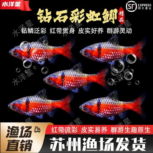 钻石彩虹鲫冷水耐寒淡水好养原生