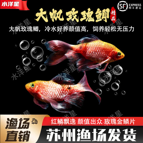 大帆玫瑰鲫广温淡水溪流缸耐低温