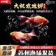 大帆玫瑰鲫鱼水草缸耐活红玫瑰小鱼好养活广温原生溪流淡水观赏鱼