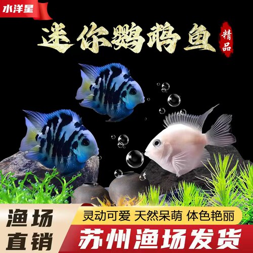 迷你鹦鹉淡水热带鱼可繁殖草缸