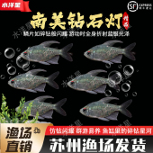 南美钻石灯闪光直线脂鲤南美进口小型淡水热带鱼灯科鱼群游鱼活体