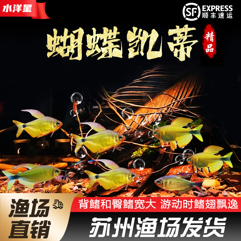 南美草缸蝴蝶凯蒂灯鱼淡水活体鱼