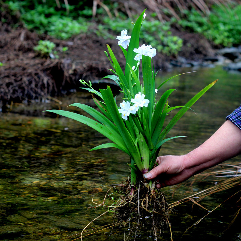 白色鸢尾花苗蝴蝶兰花苗盆栽燕尾兰花苗地栽扁竹根扁担草易养