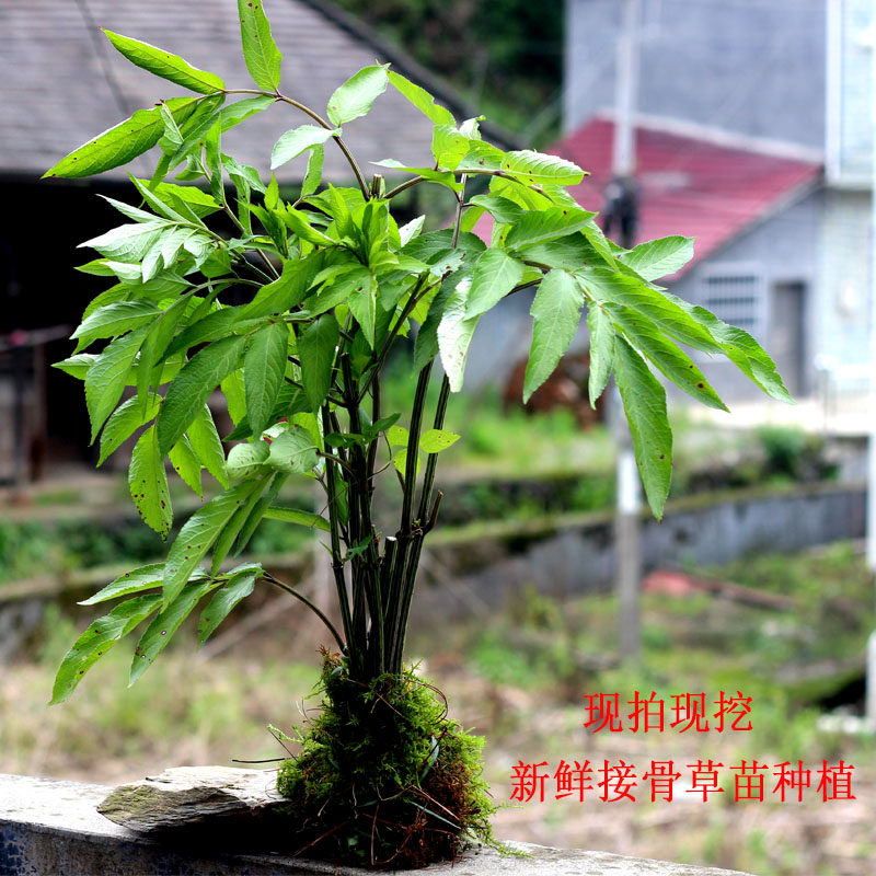 接骨木新鲜接骨草苗种植八棱麻大臭草接骨草根盆栽马风苗绿植种苗