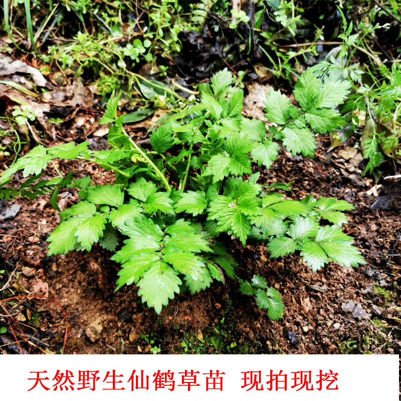 野生狼牙草种植老鹤造景毛脚盆栽图片