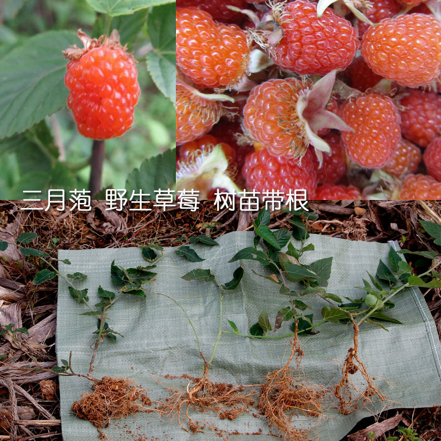 三月萢苗绿植 野生草莓树 红莓树 三月萢树 绿植盆栽树草 带根