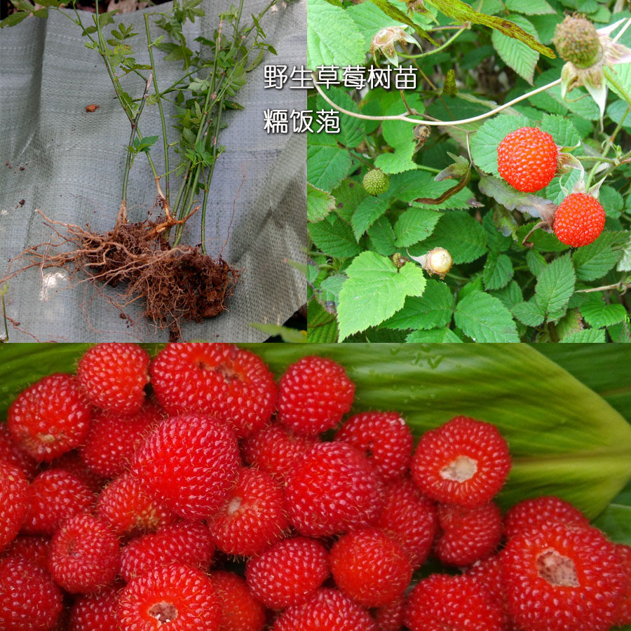 糯米萢蓬蘽苗空心泡树苗野山莓蔷薇刺泡覆盆子苗泡庭院绿花三月萢