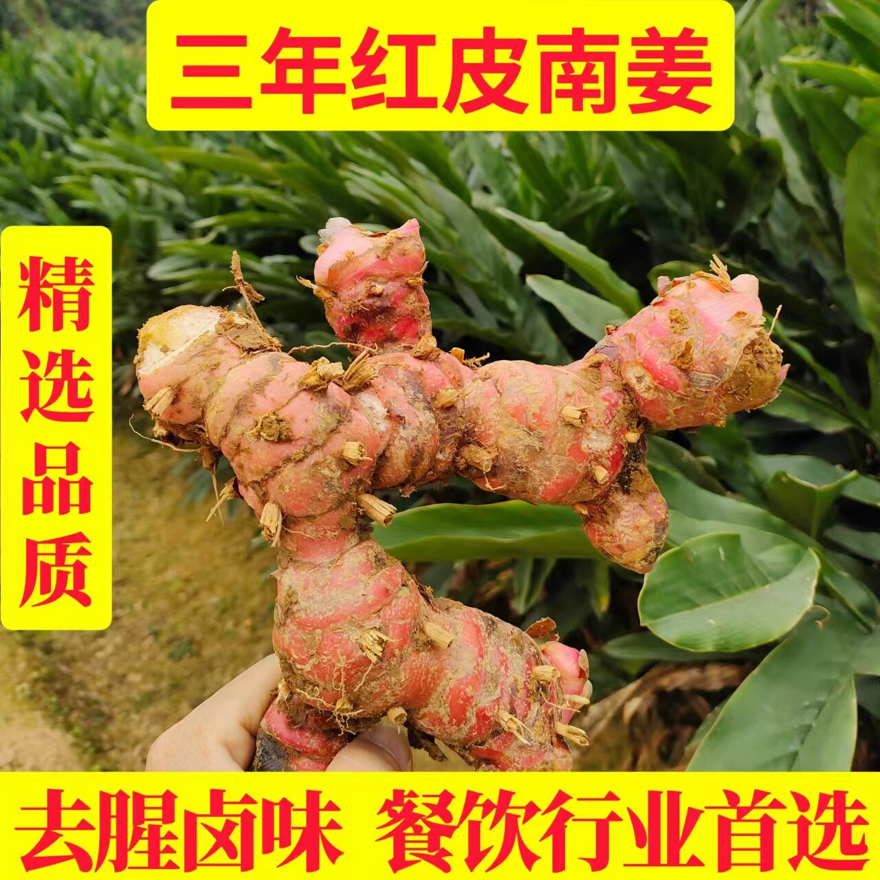 新鲜潮汕南姜正宗现挖老山姜头餐饮卤菜牛羊肉火锅去膻调料包邮