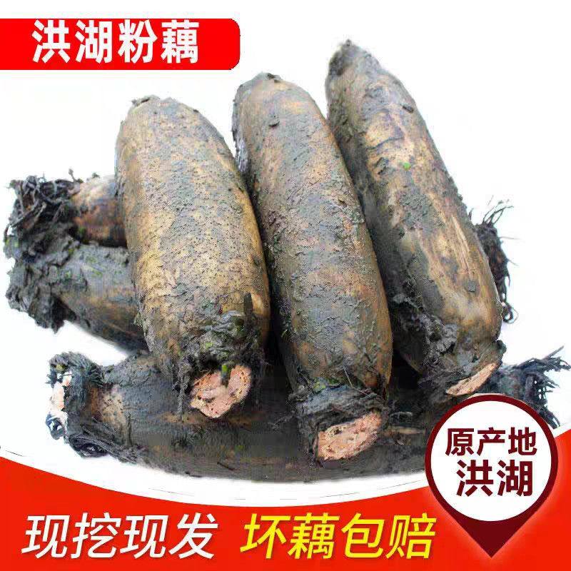 正宗湖北洪湖莲藕煲汤粉藕糯米莲藕新鲜蔬菜现挖红莲藕无漂白面藕