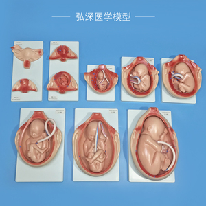 胎儿生长发育过程模型一比一