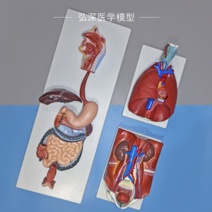 人体消化/呼吸/泌尿系统模型