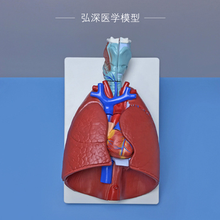 人体呼吸系统模型喉心肺结构造咽喉心脏肺可拆卸医学教学模具道具