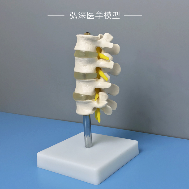 人体腰椎模型四节骨骼椎间盘带神经脊椎脊柱骨科医学教学模具教具