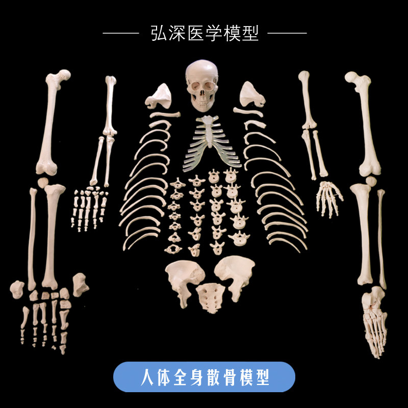 弘深全身散骨模型自然大小