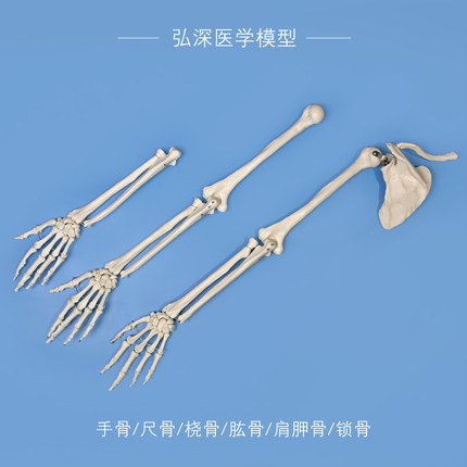 手骨尺骨桡骨肱骨肩胛骨模型人体上肢腕关节骨骼结构医学教学模具