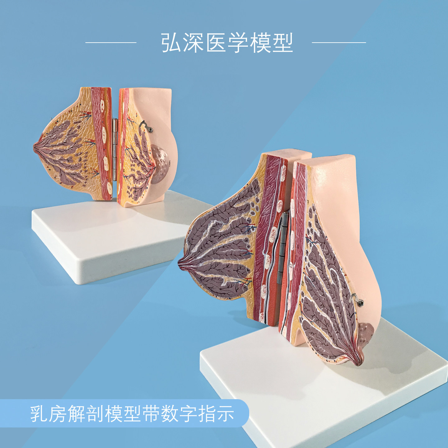 女性乳房模型胸部解剖乳腺结构带数字妇产科教学美容整形立体模具
