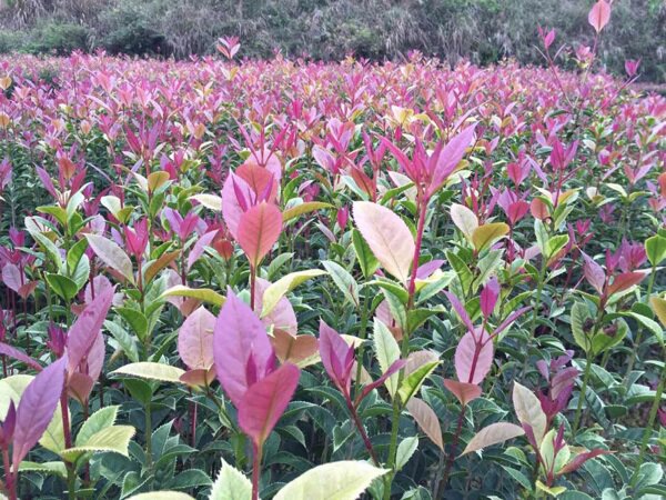 八月桂五彩桂花树苗虞南贵妃珍珠彩桂苗金桂银桂朱砂桂天香彩桂