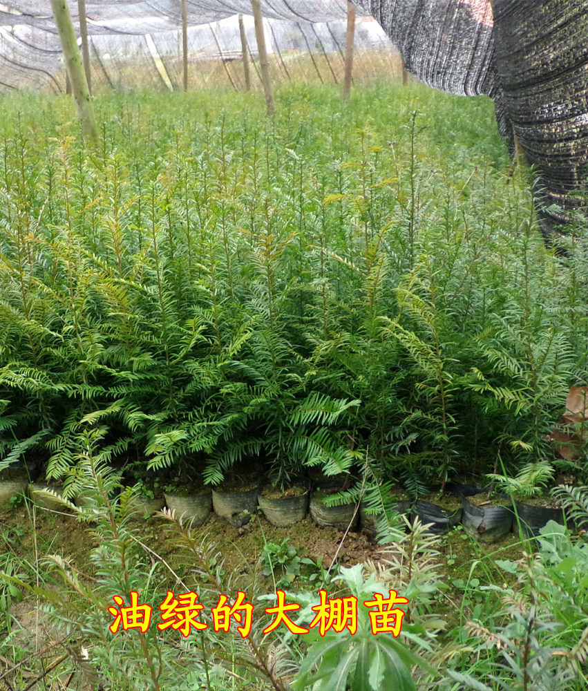 南方红豆杉树苗珍稀名贵苗木绿植盆景红豆杉盆栽大苗小苗曼地亚