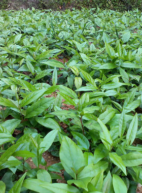 腊梅树苗盆栽地栽腊梅苗浓香黄色腊梅花 实生苗可嫁接素心腊梅苗