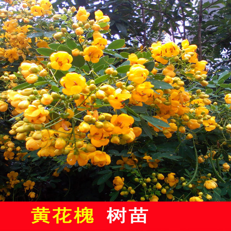 黄槐苗黄花槐树苗 行道绿化国槐