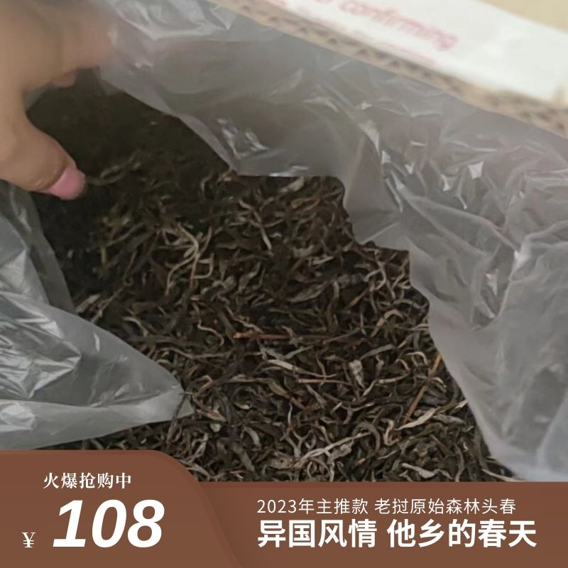 2023年头春老挝古树茶易武边境茶