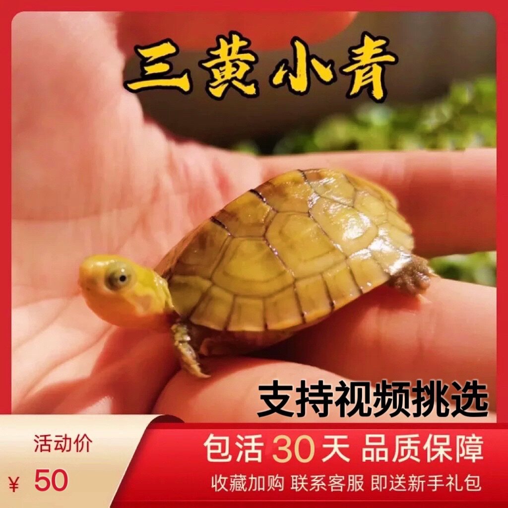 三黄小青龟纯种皖南黄喉拟水龟北石草龟巴西鳄黄缘龟活物招财乌龟