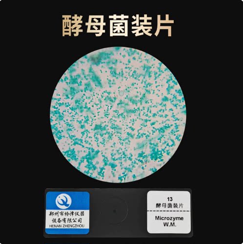 酵母菌装片生物切片涂片永久装片