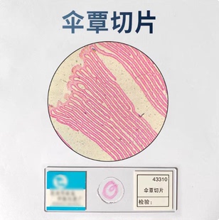 显微镜玻片标本套装 初中学生儿童学生动物植物细胞生物切片标本