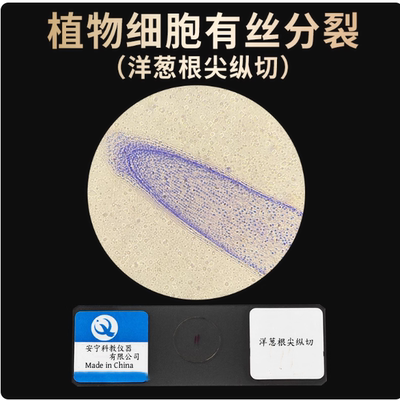 植物细胞有丝分裂洋葱根尖纵切