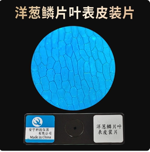 洋葱鳞片叶表皮装片顶芽纵切洋葱根尖纵切叶片横切生物玻片涂片