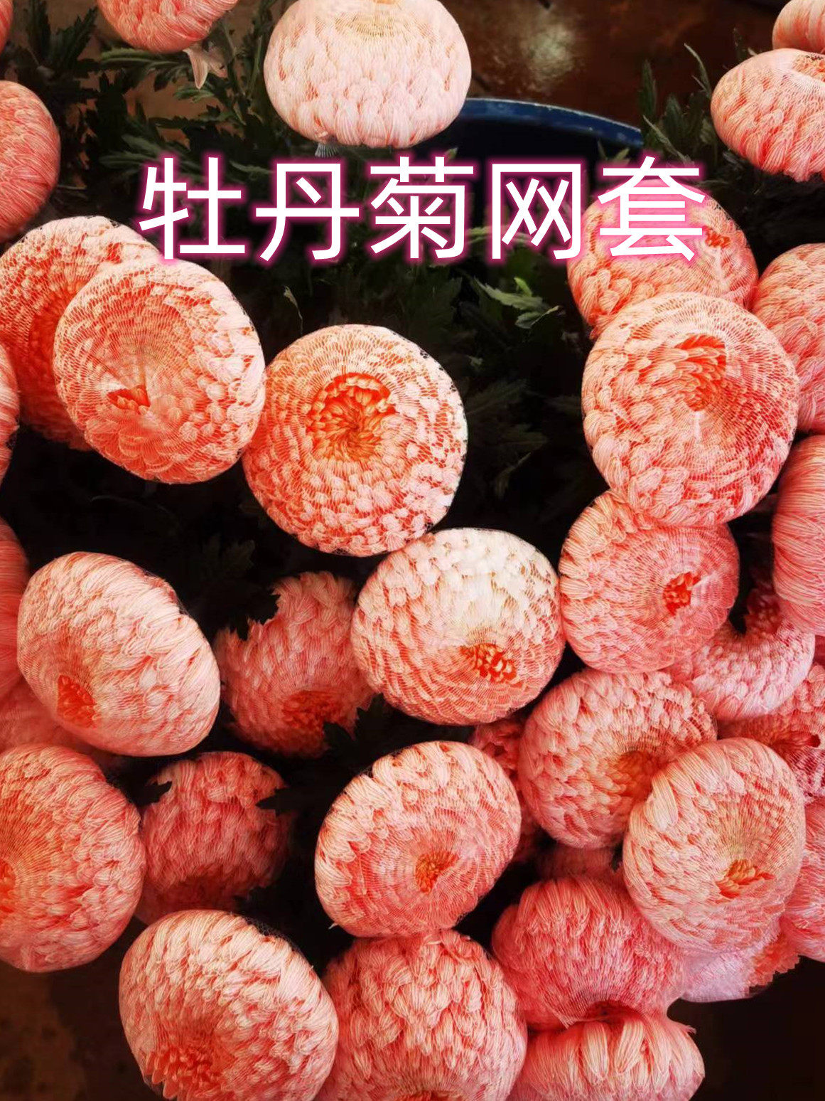 牡丹菊保护网套　乒乓菊波斯菊套袋网　包花运输防炸开包装网套